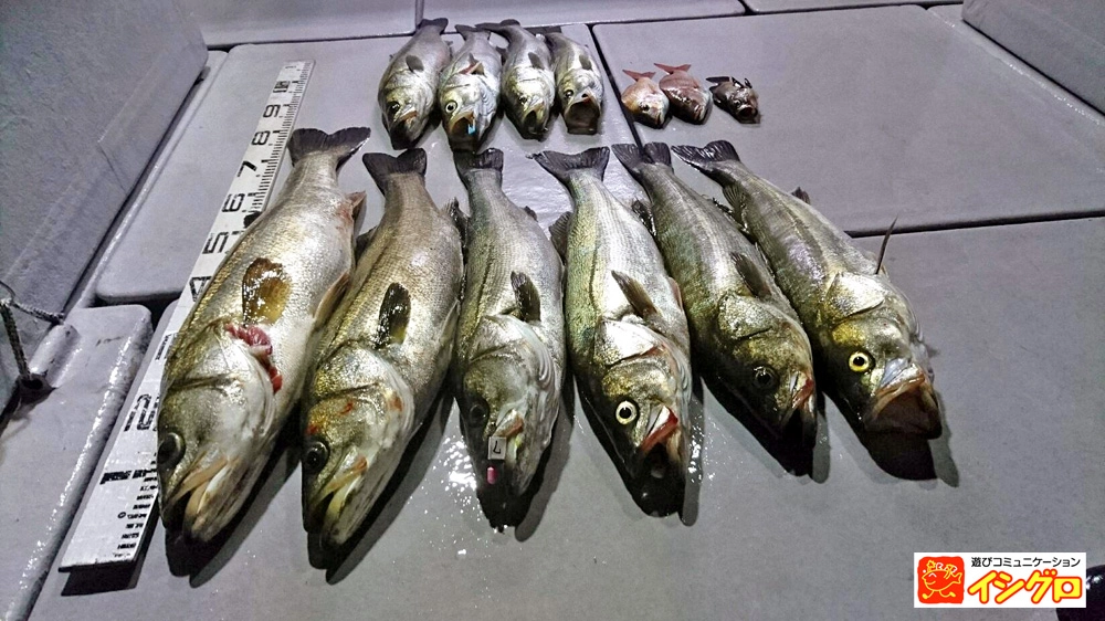 知多半島 夜マダカ釣り＜深掘り＞ | 釣具のイシグロ | 釣り情報